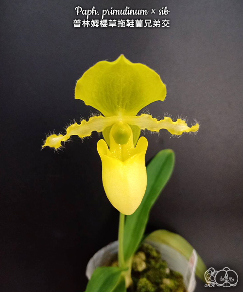 美琪園藝Miki Orchid - 批發專區